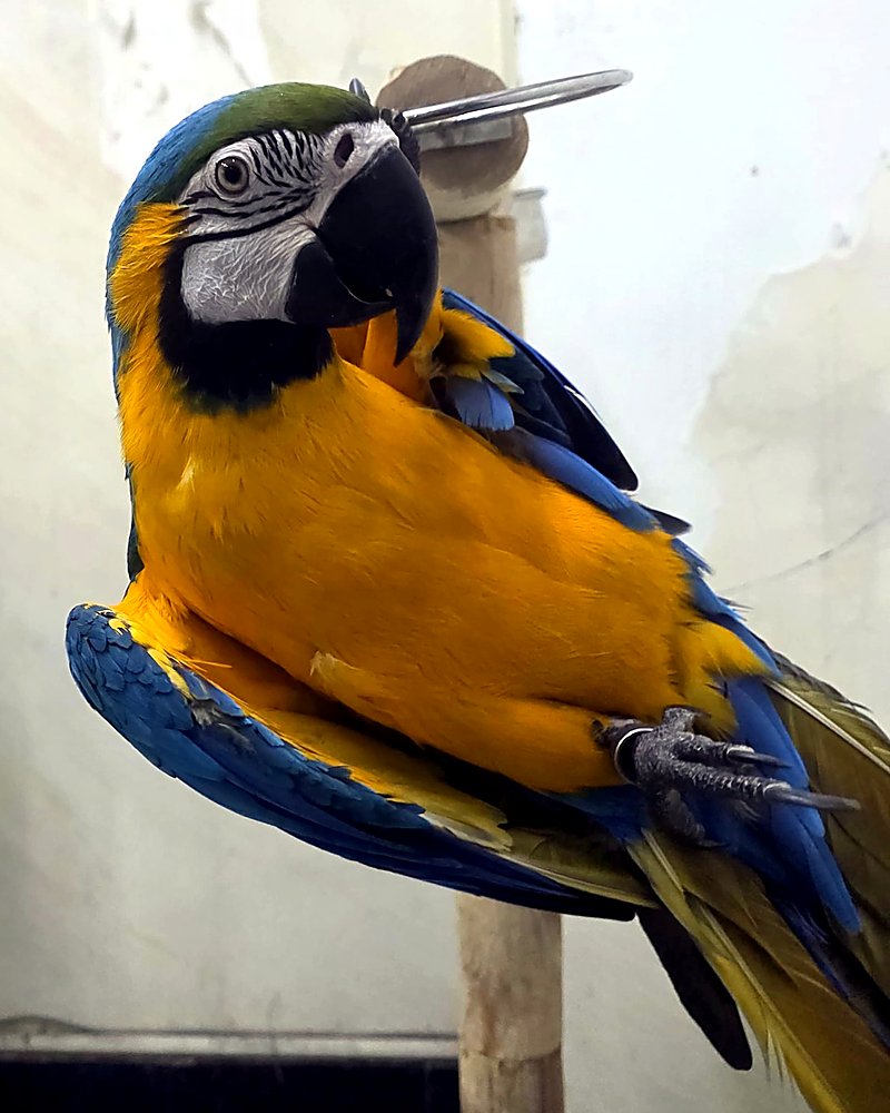 Bubba the blue-and-gold macaw, Khirki workshop mascot